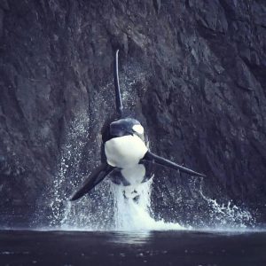 [Flying Orca off of Orcas Island,]